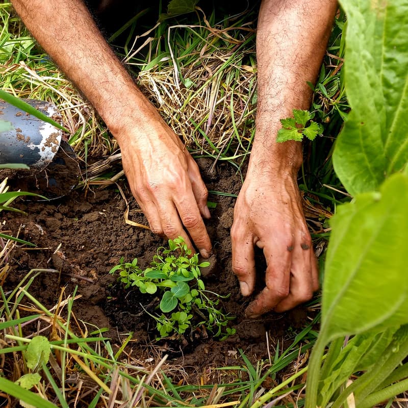 Regenerative Planting - Syntropic Agriculture Experience