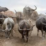 Stampede Run Club London