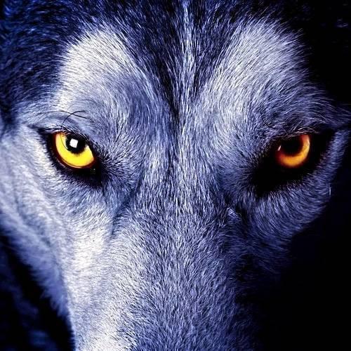 WEREWOLF & MAFIA- Social Deduction Games (BEGINNER-FRIENDLY)